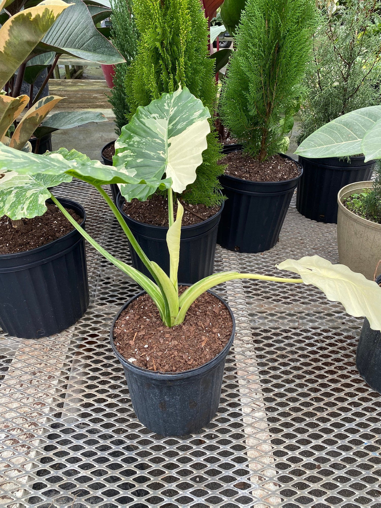 Variegated Elephant Ear (Alocasia 'Odora Variegata') - Imported