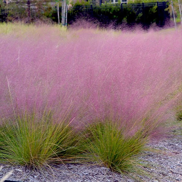 UNDAUNTED® Ruby Muhly Grass (Muhlenbergia Reverchonii)
