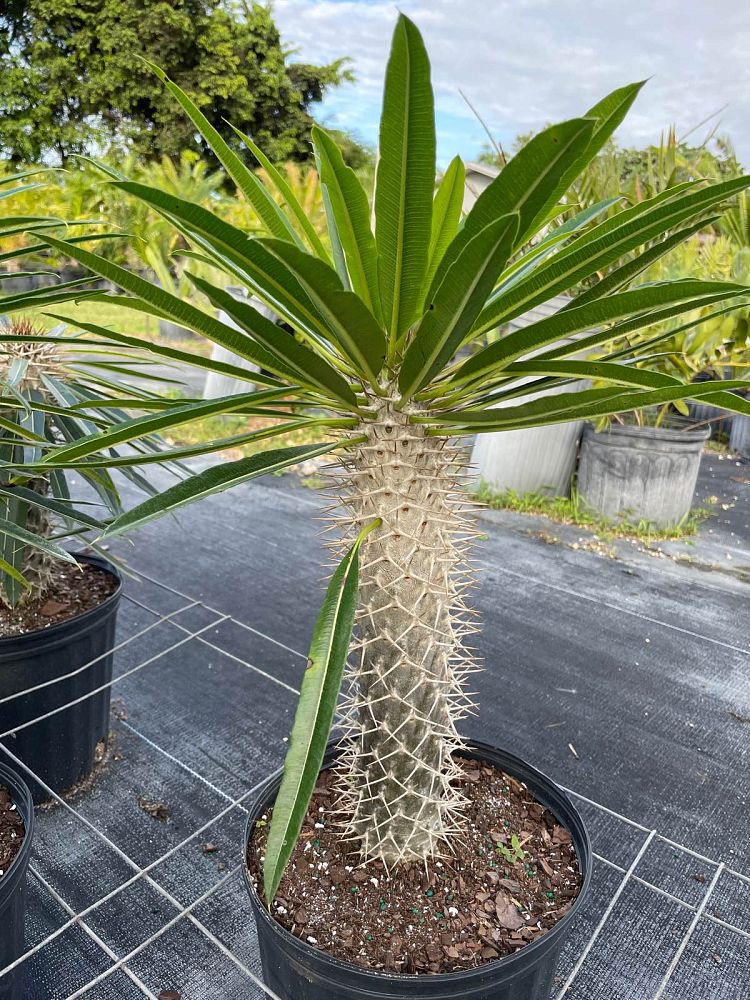 Madagascar Palm (Pachypodium Lamerei)