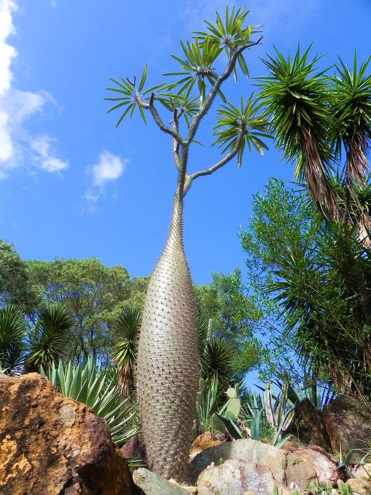 Madagascar Palm (Pachypodium Lamerei)
