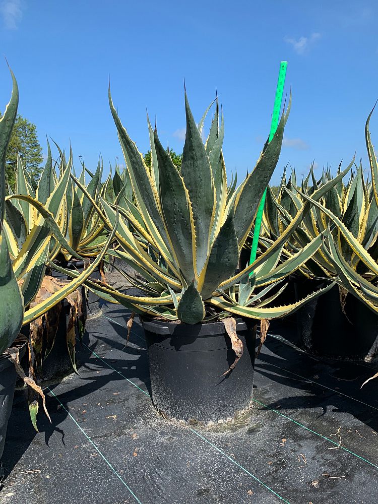 Agave Americana 'Variegata' - Imported