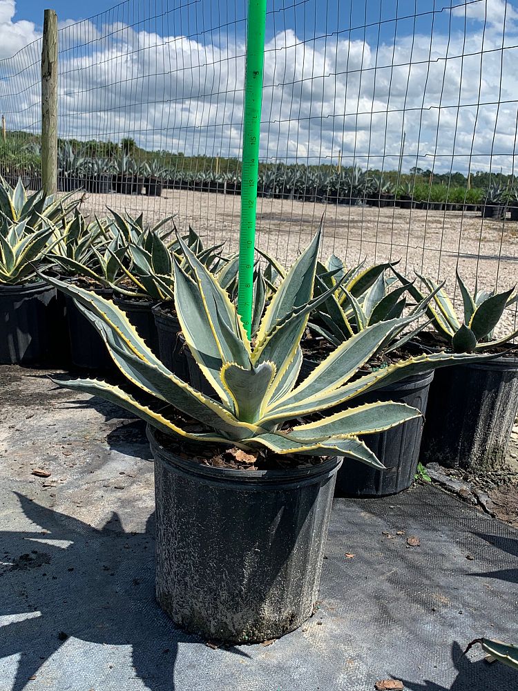 Agave Americana 'Variegata' - Imported