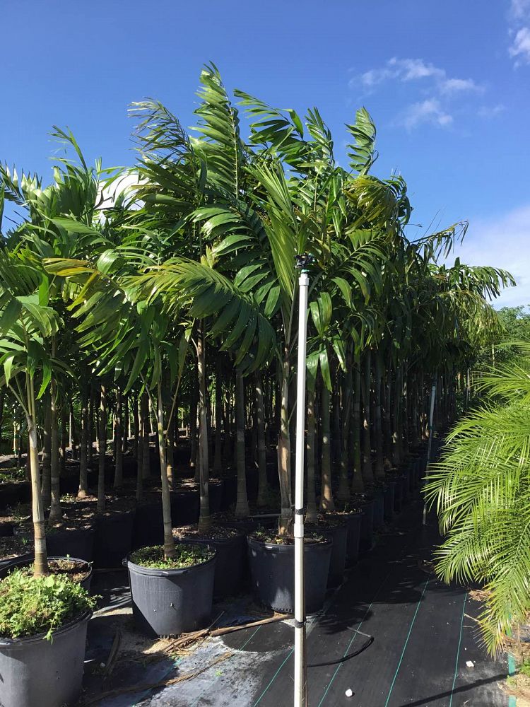 Montgomery Palm (Veitchia Arecina) - Imported