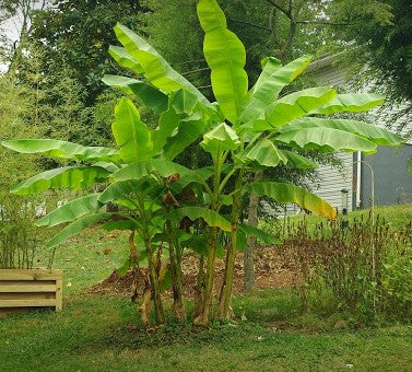 How to winterize Hardy Banana (Musa Basjoo) outdoors in hardiness zone 5+.