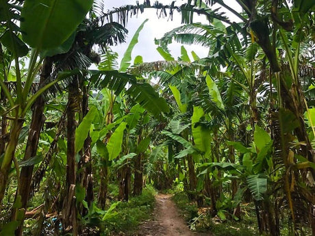 Banana Plants