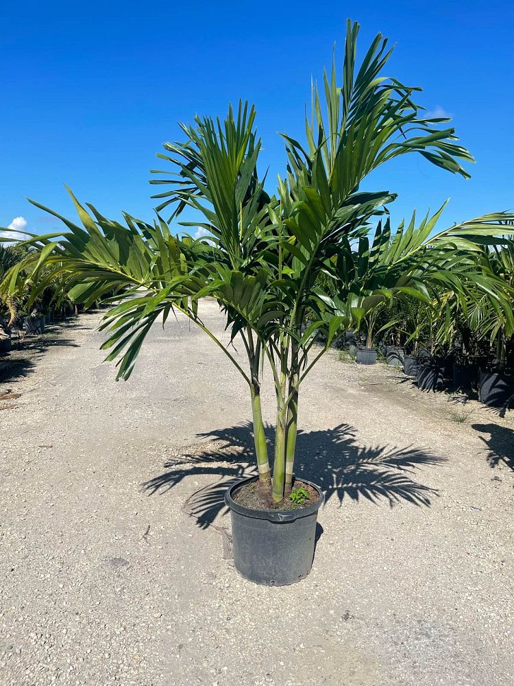 Christmas Palm (Veitchia Merrillii) - Imported