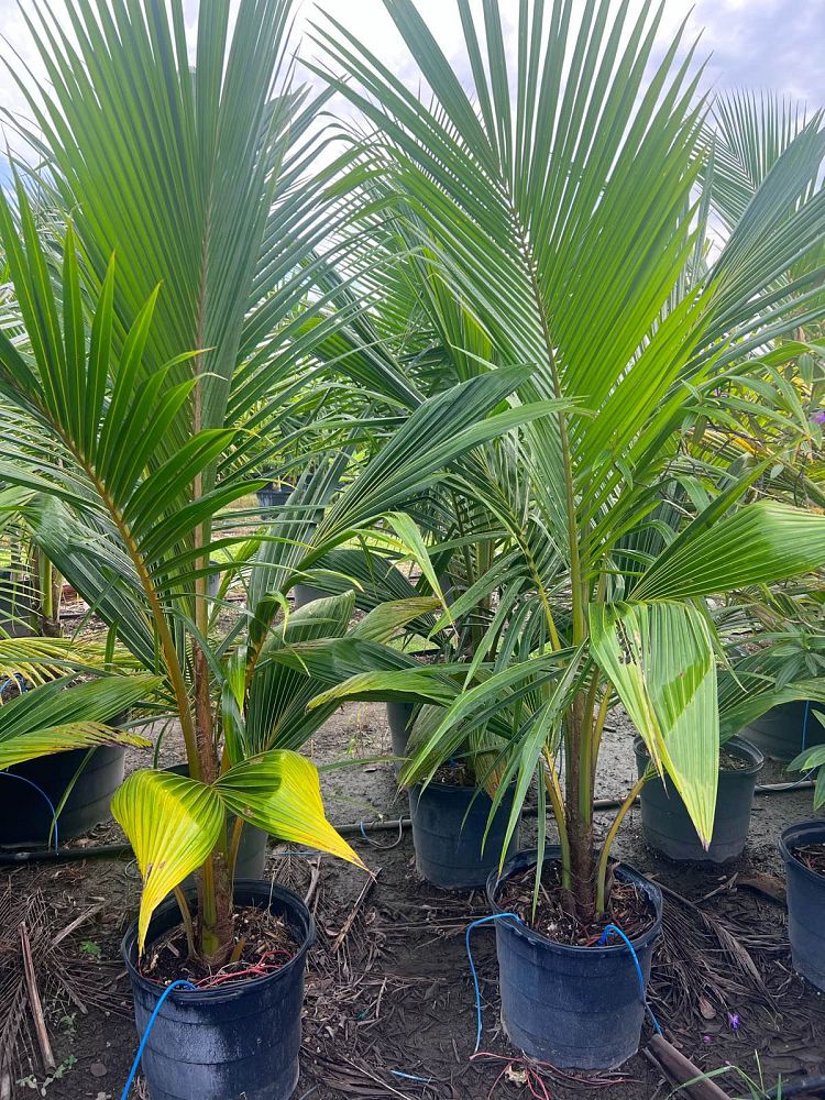 Green Malayan Coconut Palm - (Cocos Nucifera) - Imported