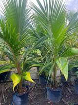 Green Malayan Coconut Palm - (Cocos Nucifera) - Imported