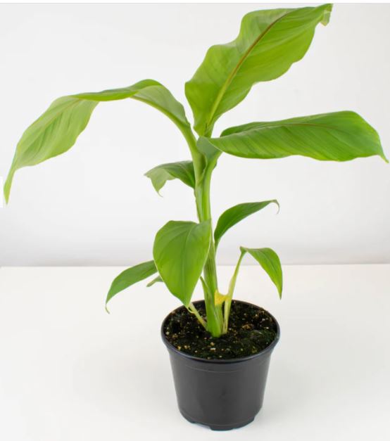 Hardy Banana Plant (Musa Basjoo)