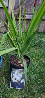 Adam's Needle (Yucca Filamentosa)