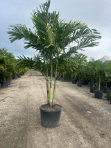 Christmas Palm (Veitchia Merrillii) - Imported