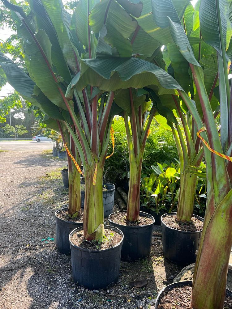 Red Abyssinian Banana (Ensete Ventricosum Maurelli)