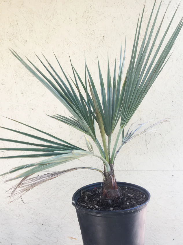 Blue Hesper Palm (Brahea Armata) - Imported