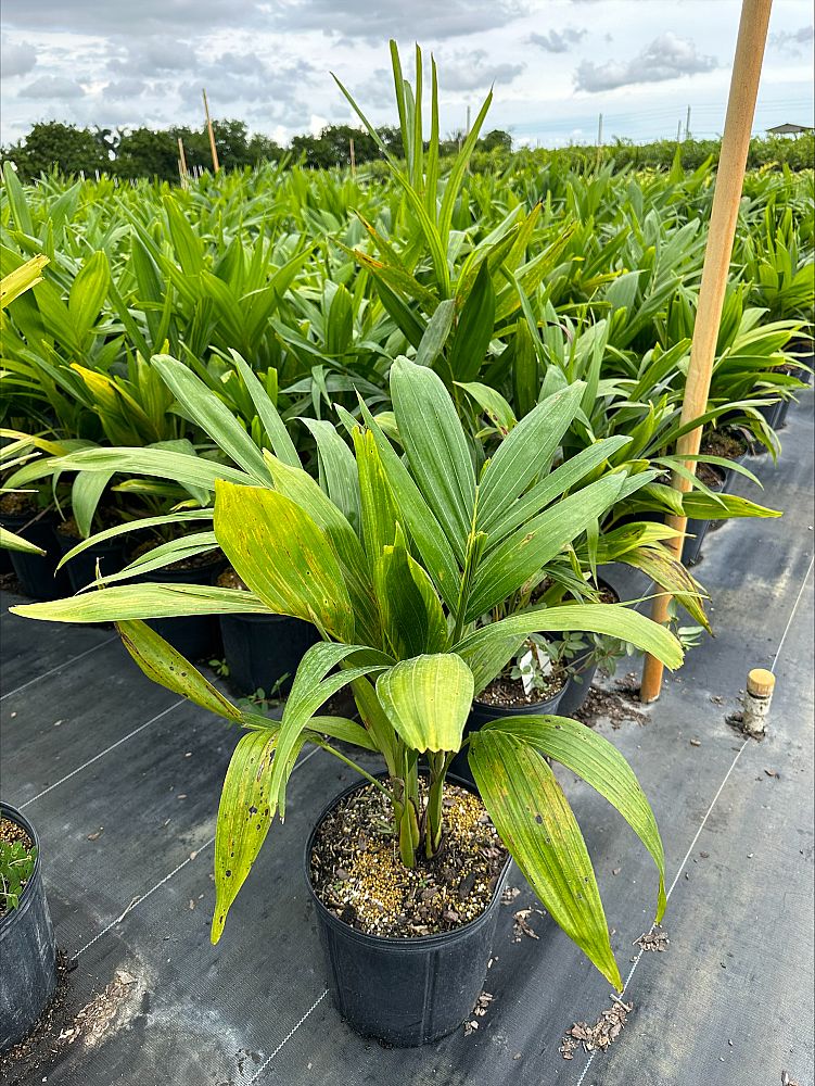 Christmas Palm (Veitchia Merrillii) - Imported