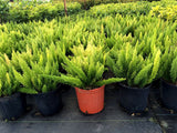 Foxtail Fern (Asparagus Densiflorus 'Meyers') - Imported