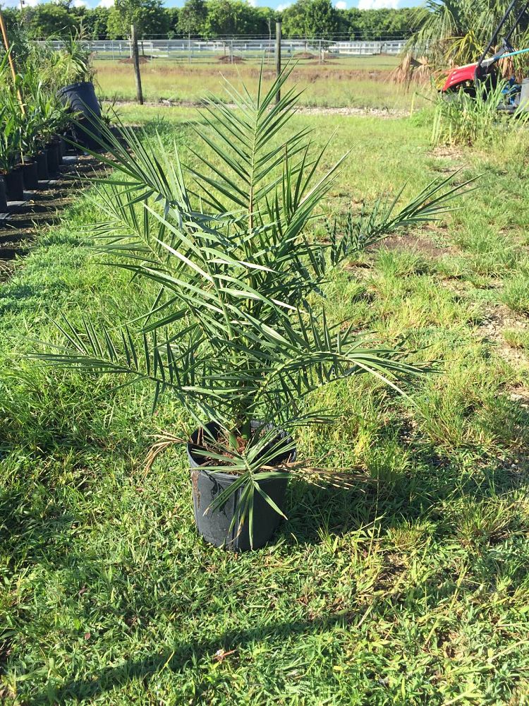 Canary Island Date Palm (Phoenix Canariensis) - Imported