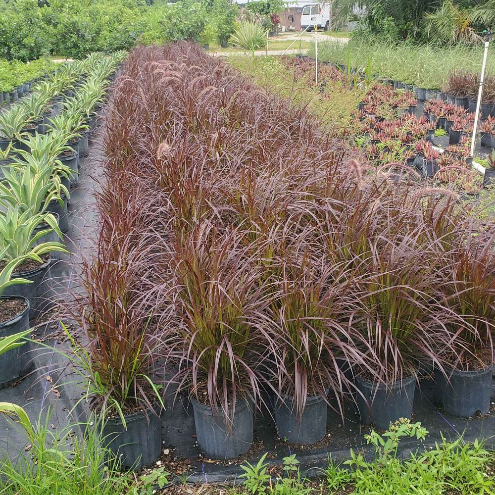 Purple Fountain Grass (Pennisetum Setaceum 'Rubrum') - Imported