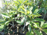 Frangipani (Plumeria Rubra) - Imported