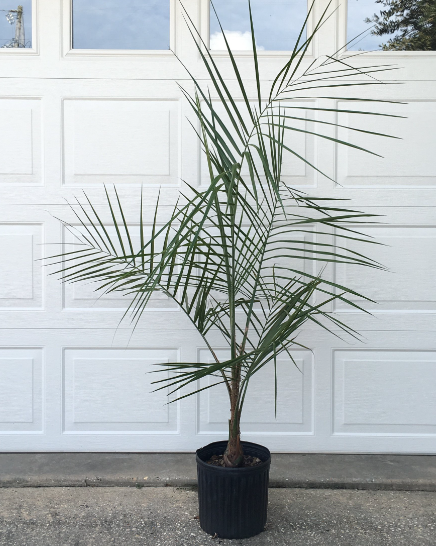 Mule Palm (Butiagrus Nabonnandii X) - Imported