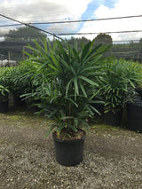 Lady Palm (Rhapis Excelsa) - Imported