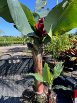 Super Dwarf Cavendish Banana (Musa Acuminata 'Super Dwarf Cavendish') - Imported