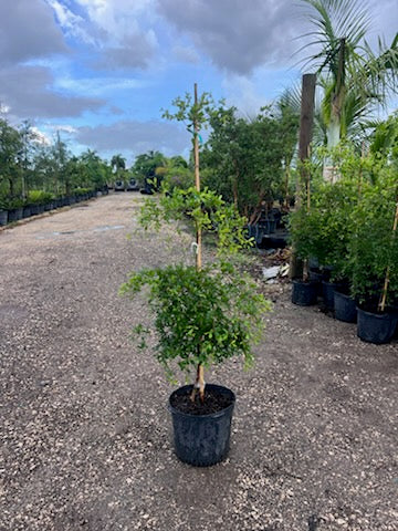 Shady Lady Black Olive Tree (Bucida Buceras) - Imported