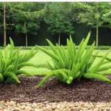 Foxtail Fern (Asparagus Densiflorus 'Meyers') - Imported