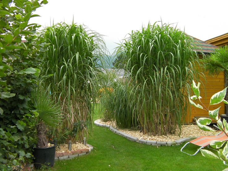 Giant Chinese Silver Grass (Miscanthus Giganteus)