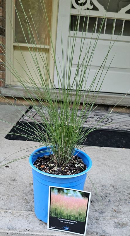 Pink Muhly Grass (Muhlenbergia Capillaris)