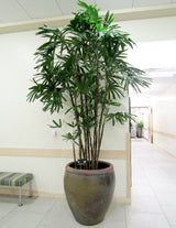 Lady Palm (Rhapis Excelsa) - Imported