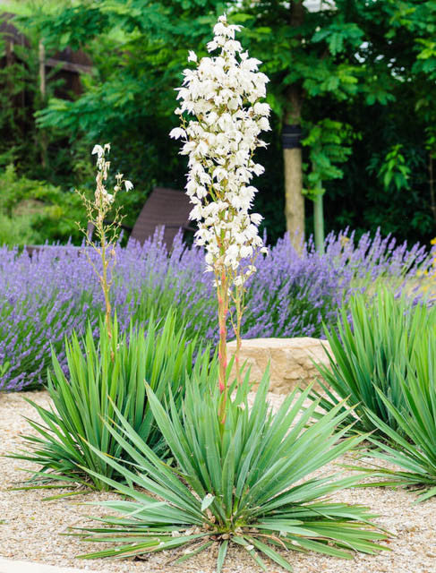 Adam's Needle (Yucca Filamentosa)