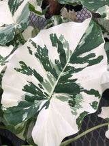 Alocasia 'Odora Variegata' - Imported