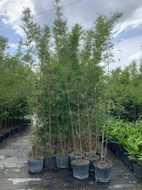 Graceful Bamboo (Bambusa Textilis 'Gracilis') - Imported