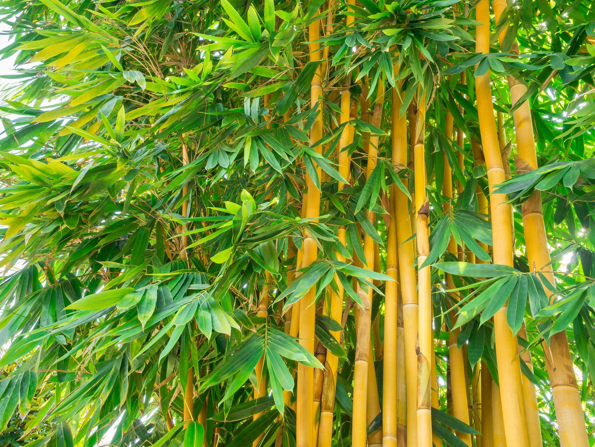 Graceful Bamboo (Bambusa Textilis 'Gracilis') - Imported