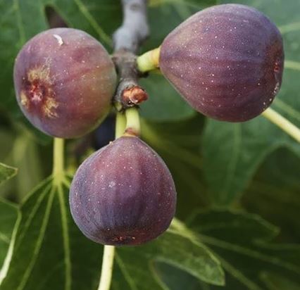 Chicago Hardy Fig (Ficus Carica 'Chicago Hardy')