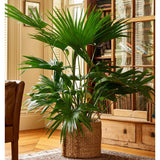 Chinese Fan Palm (Livistona Chinensis) - Imported