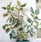 Variegated Indian Rubber Tree (Ficus Elastica 'Tineke')