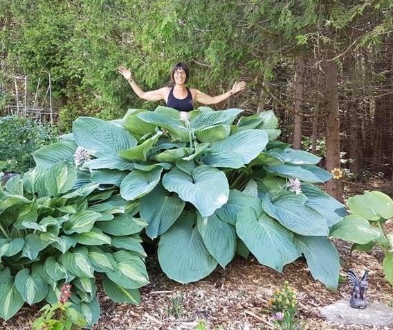 Giant Hosta 'Empress Wu'