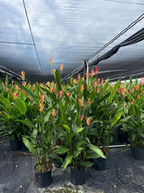 Lady Di Heliconia (Heliconia Psittacorum 'Lady Di') - Imported