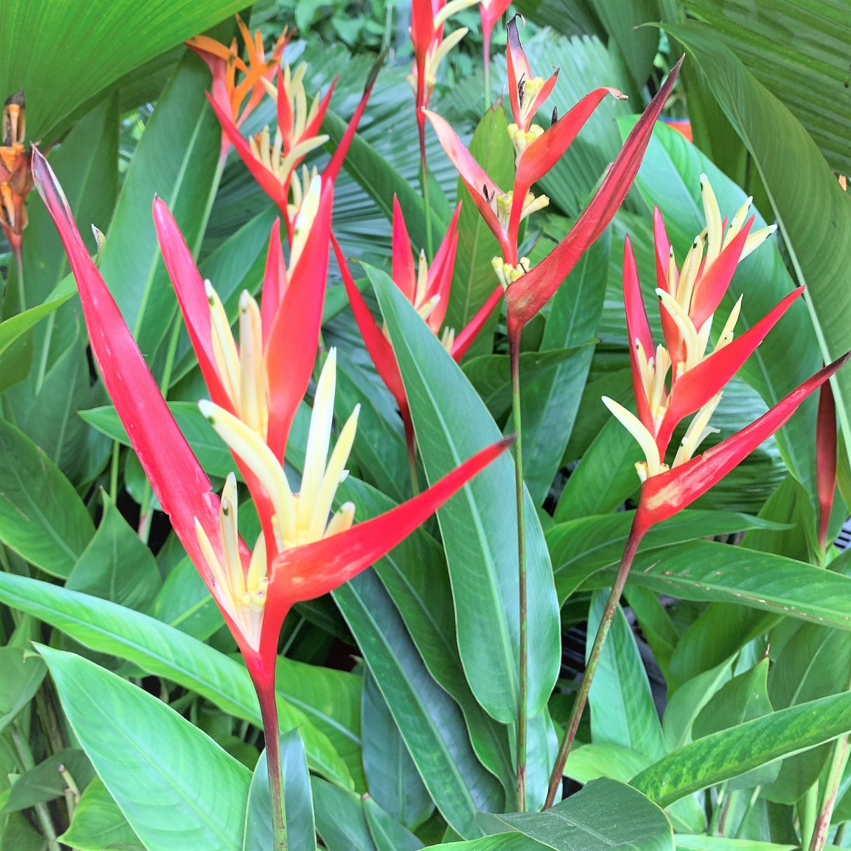 Lady Di Heliconia (Heliconia Psittacorum 'Lady Di') - Imported