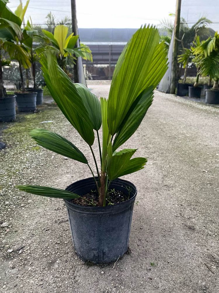 Ruffled Fan Palm (Licuala Grandis) - Imported