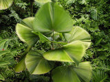 Ruffled Fan Palm (Licuala Grandis) - Imported