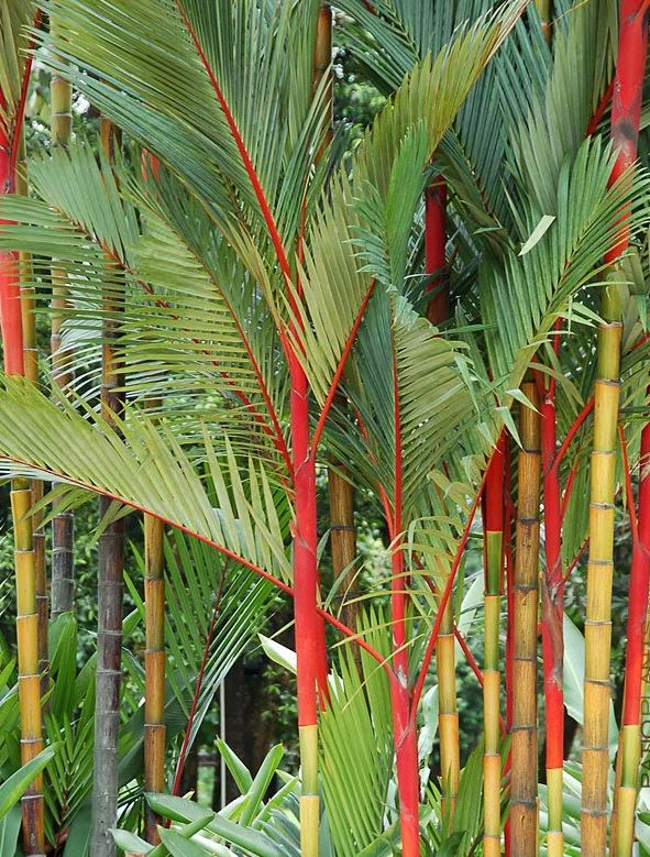 Lipstick Palm (Cyrtostachys Renda)