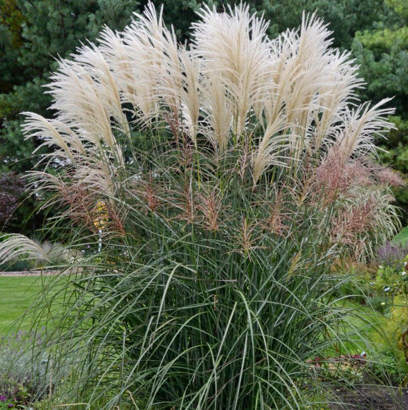 Maiden Grass (Miscanthus Sinensis 'Encore')