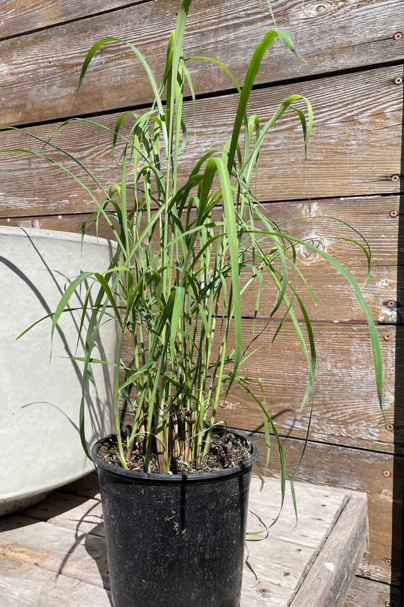 Giant Chinese Silver Grass (Miscanthus Giganteus)