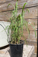 Giant Chinese Silver Grass (Miscanthus Giganteus)