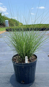 Maiden Grass (Miscanthus Sinensis 'Encore')