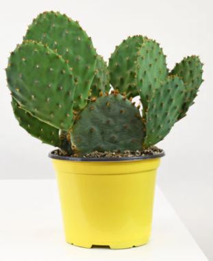 Eastern Prickly Pear Cactus (Opuntia Humifusa)