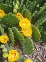 Eastern Prickly Pear Cactus (Opuntia Humifusa)