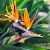 Orange Bird of Paradise (Strelitzia Reginae) - Imported